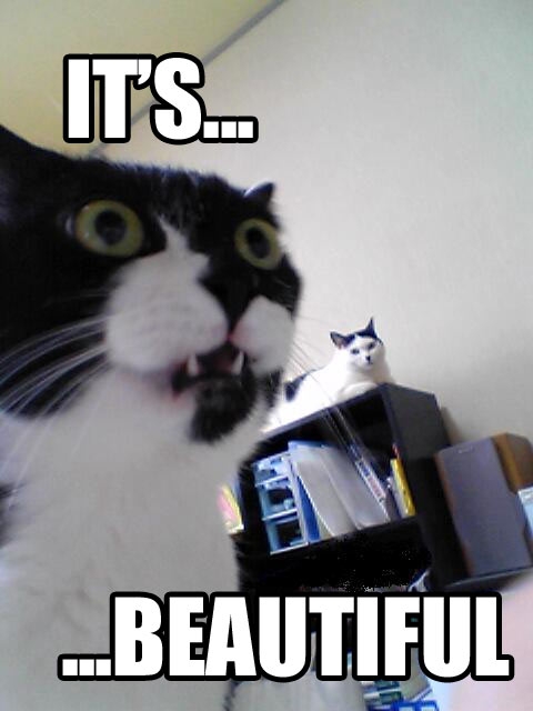 Cat_its_beautiful.jpg