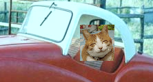 amused cat in car.png