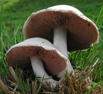 champignon.jpg